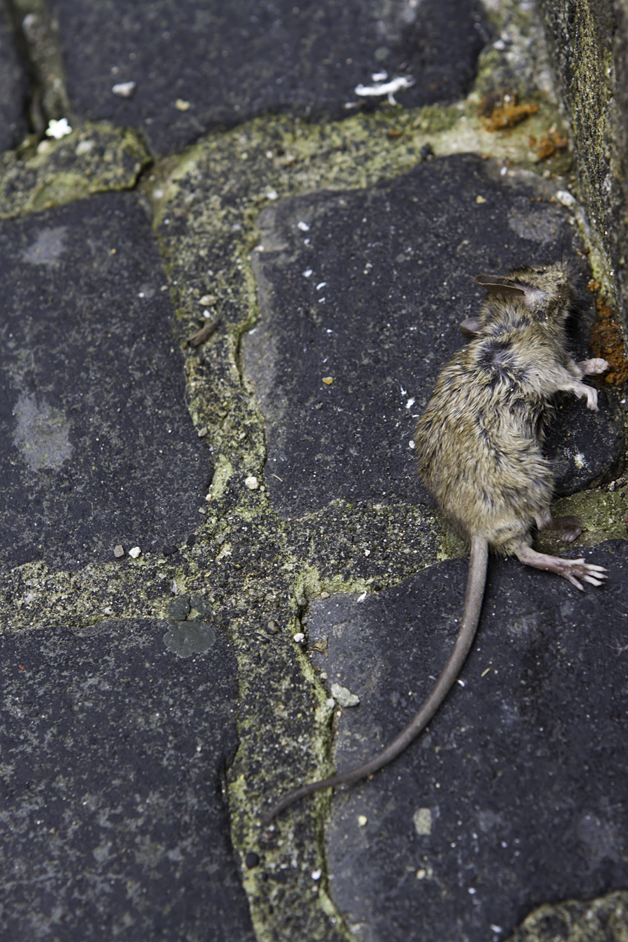 Tote Maus im Freiburger Bächle