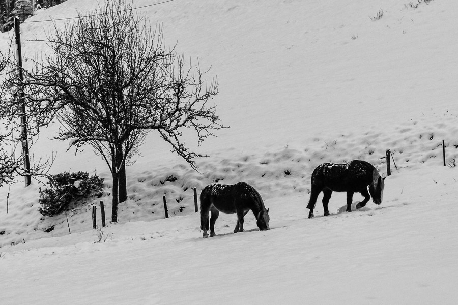 Pferde im Schnee im Schwarzwald